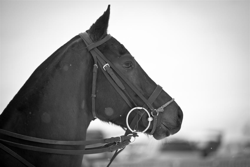 bmw polo masters polo magazine morgane delfosse dimanche 3 f 70