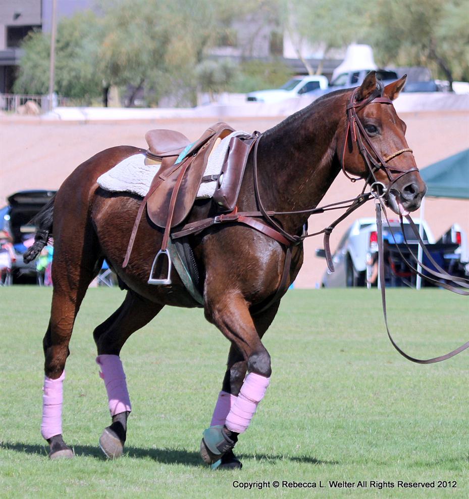 1-IMG 8872 POLO Magazine Scottsdale RLW